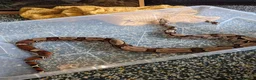 Boa Snake reptiles for sale: Suriname Red Tail Boa Constrictor  - Advert 5
