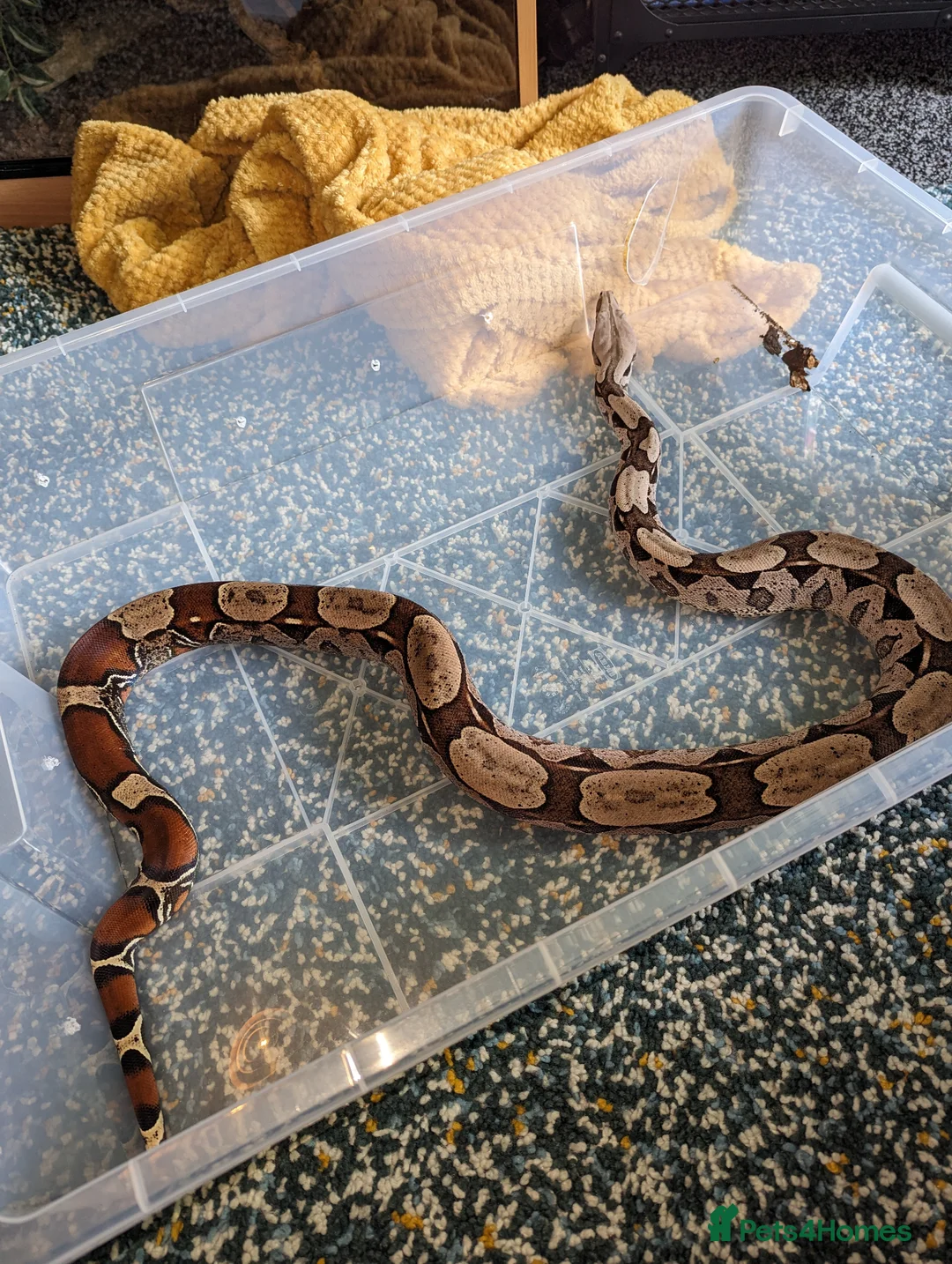 Boa Snake reptiles for sale: Suriname Red Tail Boa Constrictor  - Advert 5