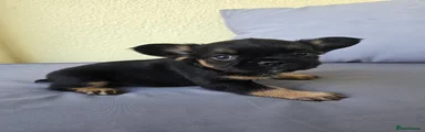 French Bulldog 1