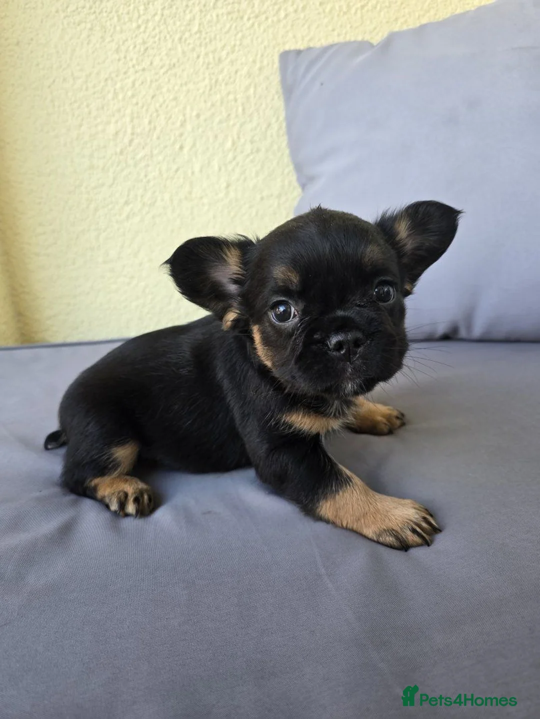 French Bulldog dogs for sale: Beautiful French Bulldog Puppies — 2 Boys, 2 Girls in Newcastle - Advert 5