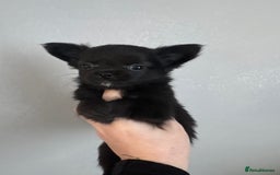 Chihuahua dogs for sale: Long coat Chihuahua puppies - Image 28