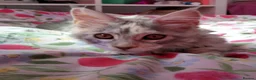 Maine Coon cats for sale: Main Coon 🐈 kittens already now  - Advert 15