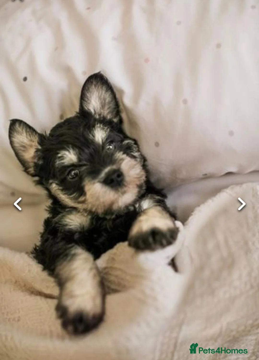 Miniature Schnauzer dogs for stud: Handsome black and silver Miniature Schnauzer  in Cambridge - Advert 32