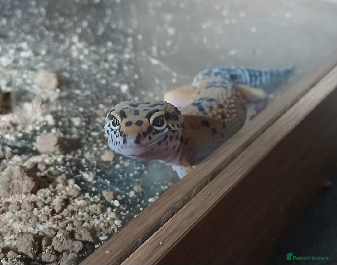 Leopard Gecko reptiles Juvenile Leopard Gecko and Set up - Advert 3