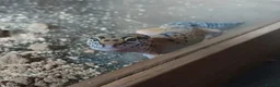 Leopard Gecko reptiles for sale: Juvenile Leopard Gecko and Set up in Wolverhampton - Advert 1