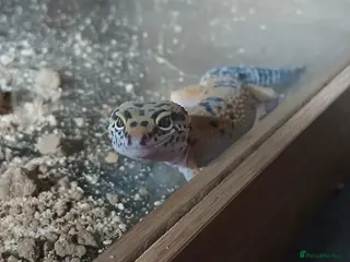 Leopard Gecko reptiles Juvenile Leopard Gecko and Set up - Advert 3