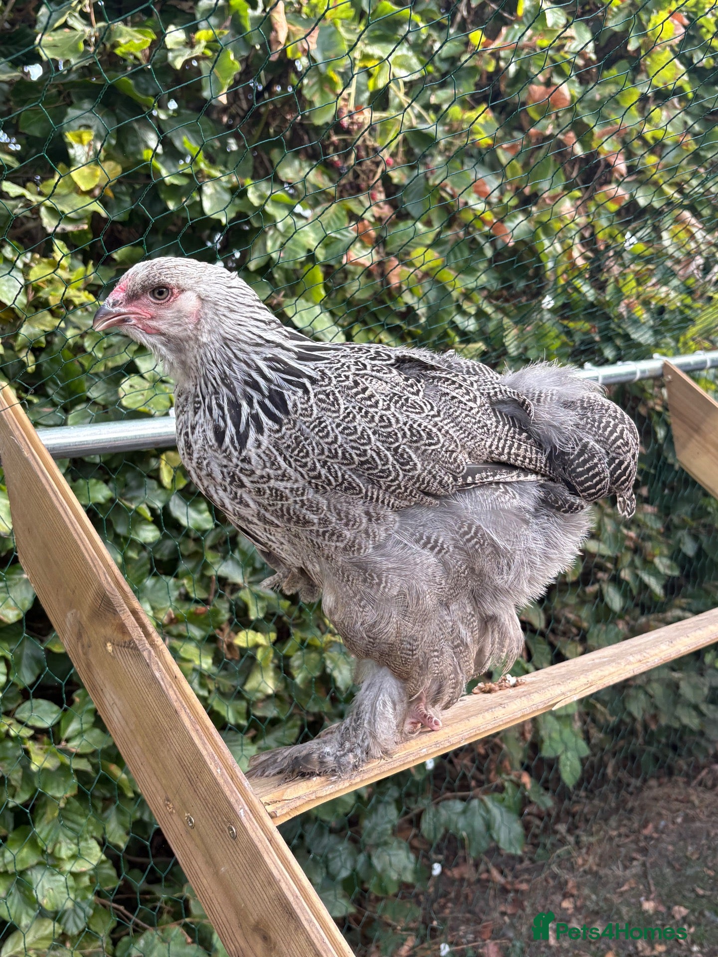 Chickens poultry for sale: Pullets for sale  - Advert 13