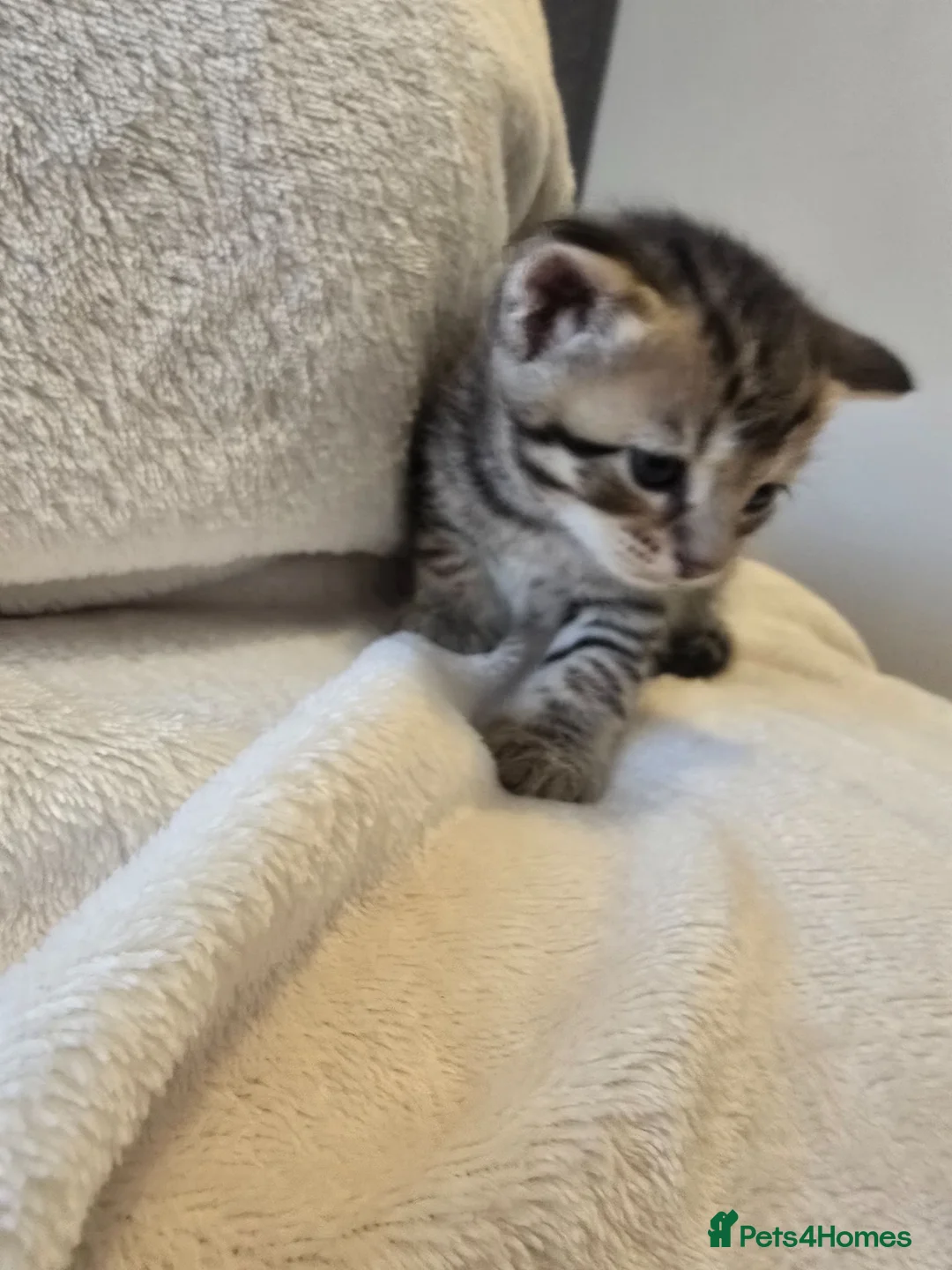 Mixed Breed cats for sale: Four adorable kittens looking for loving homes - Advert 2