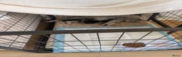 Mixed Breed cats for sale: 6x Scottish Fold/Main Coon/Bengal Kittens  - Advert 18