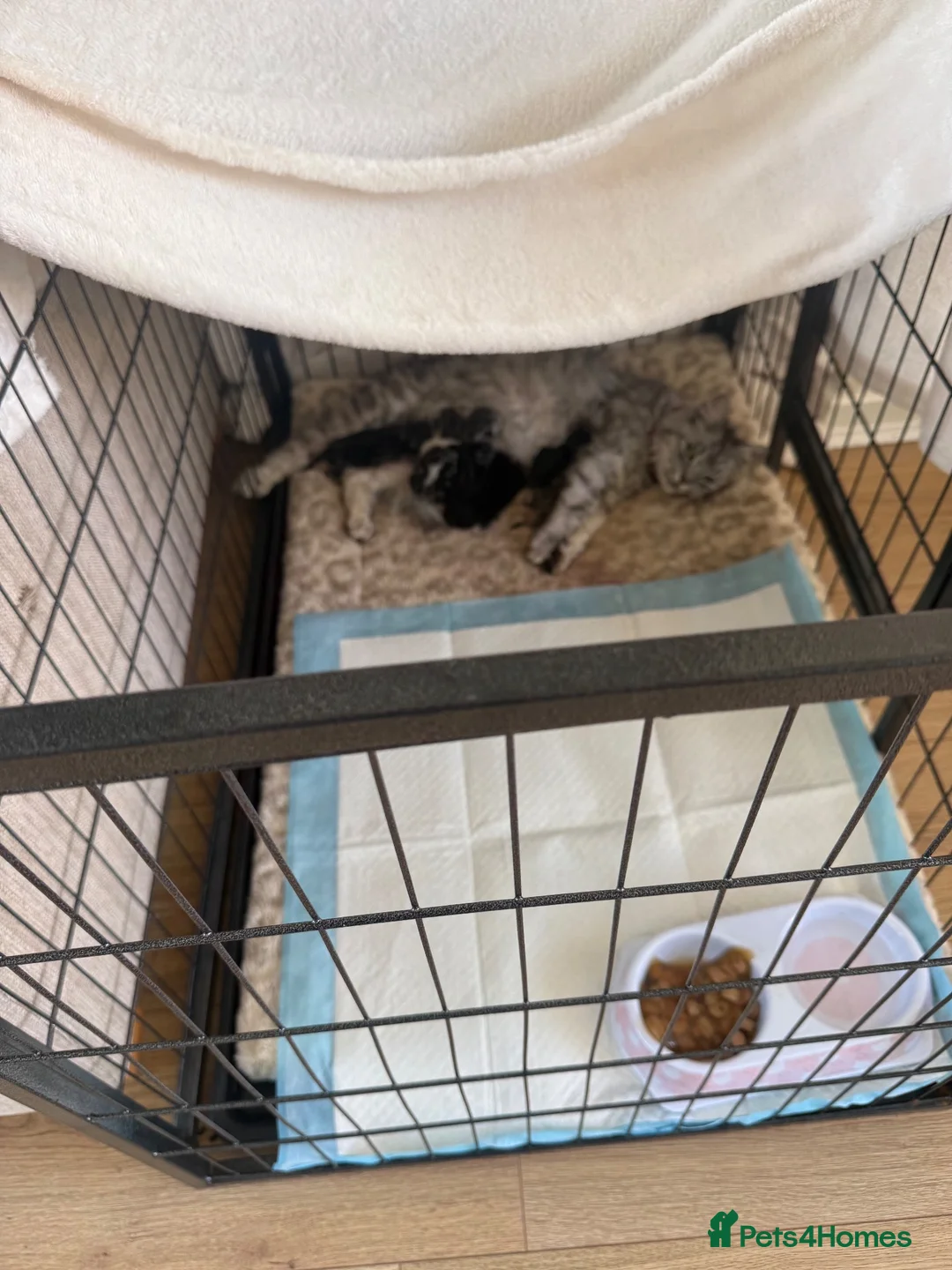 Mixed Breed cats for sale: 6x Scottish Fold/Main Coon/Bengal Kittens  - Advert 18