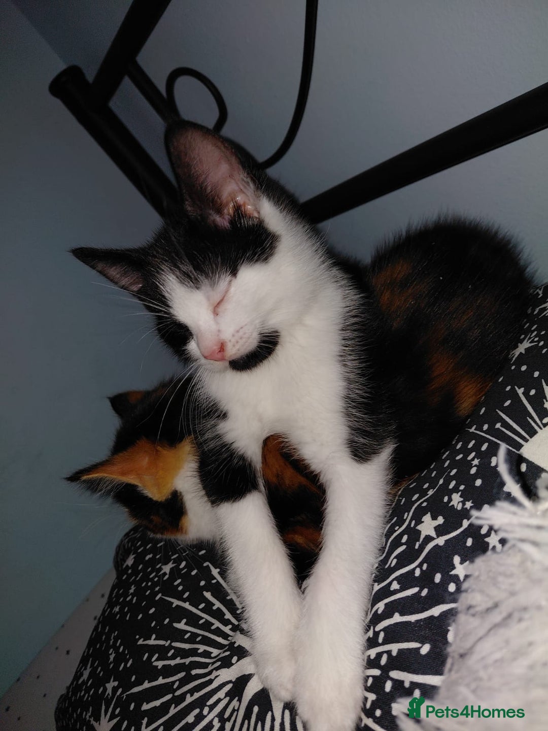 Mixed Breed cats for sale: Kittens looking for their new homes  - Advert 9