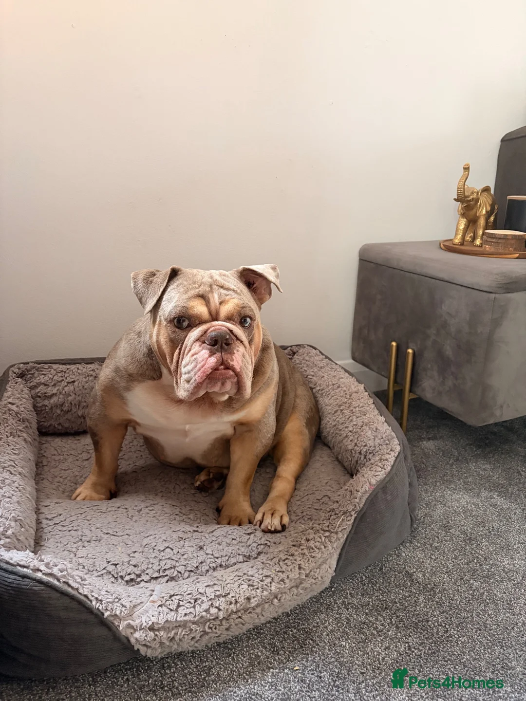 English Bulldog dogs for sale: English bulldog female ( Winnie ) in Winsford - Advert 9
