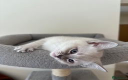 Mixed Breed cats for sale: Lynx Point Girl - Image 3