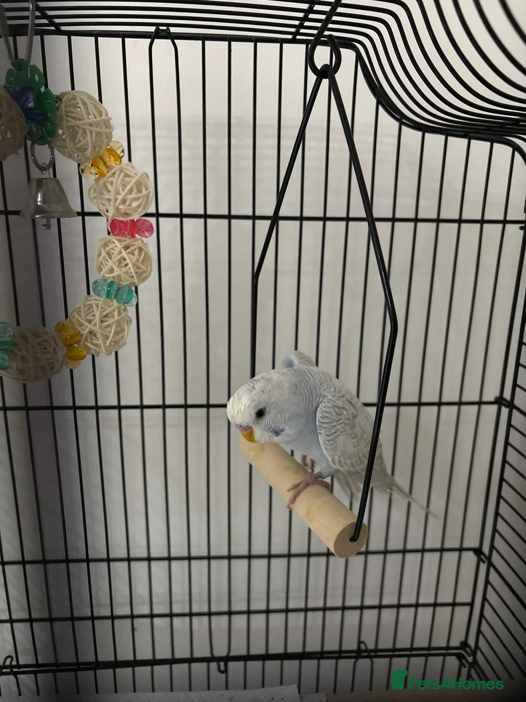 Budgerigars birds for sale: 6 week budgie for sale, hand fed  in Coventry - Advert 2