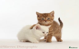 British Shorthair cats for sale: Stunning British shorthair - Image 6