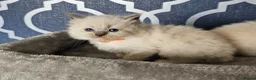 Ragdoll cats for sale: Stunning GCCF registered kittens  - Advert 6