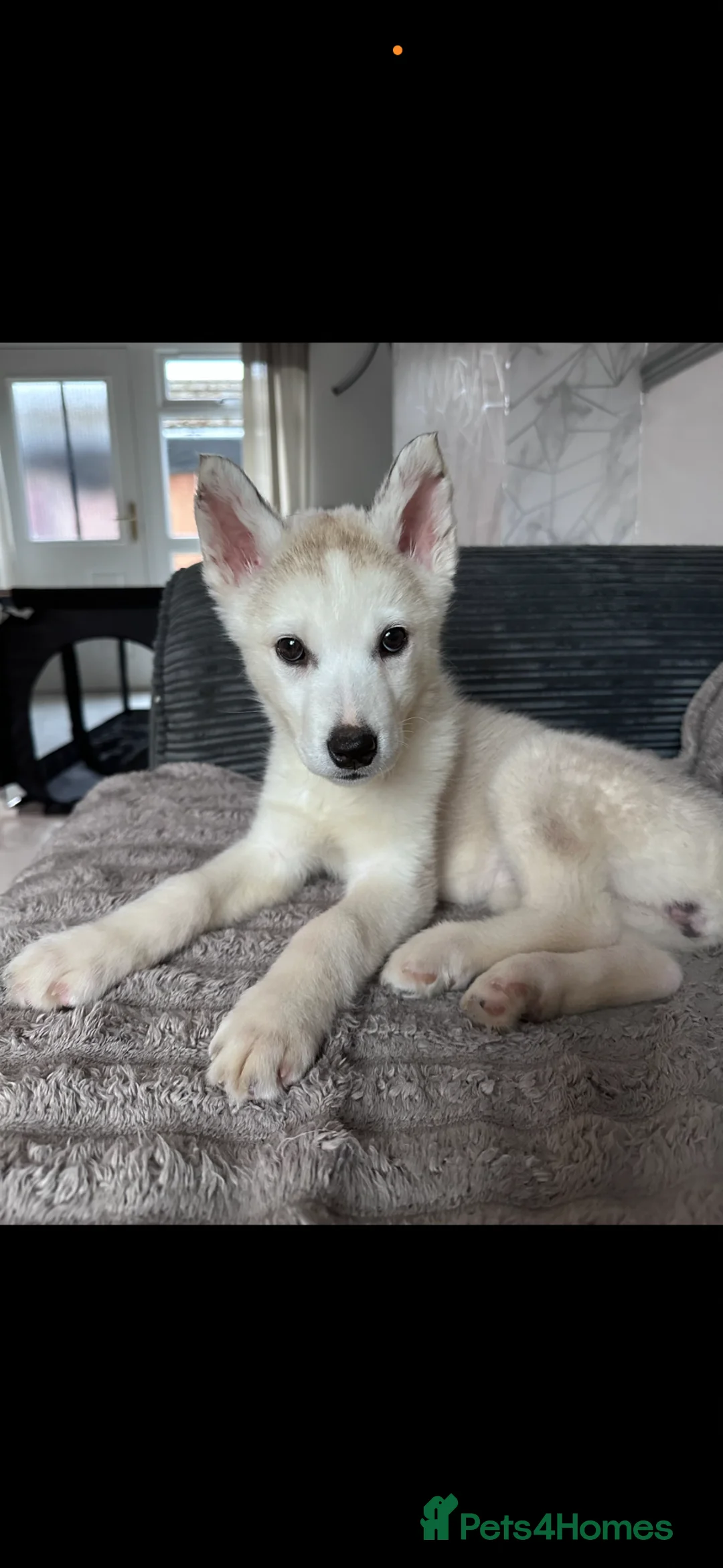 Siberian Husky dogs for sale: Ocean - Advert 6