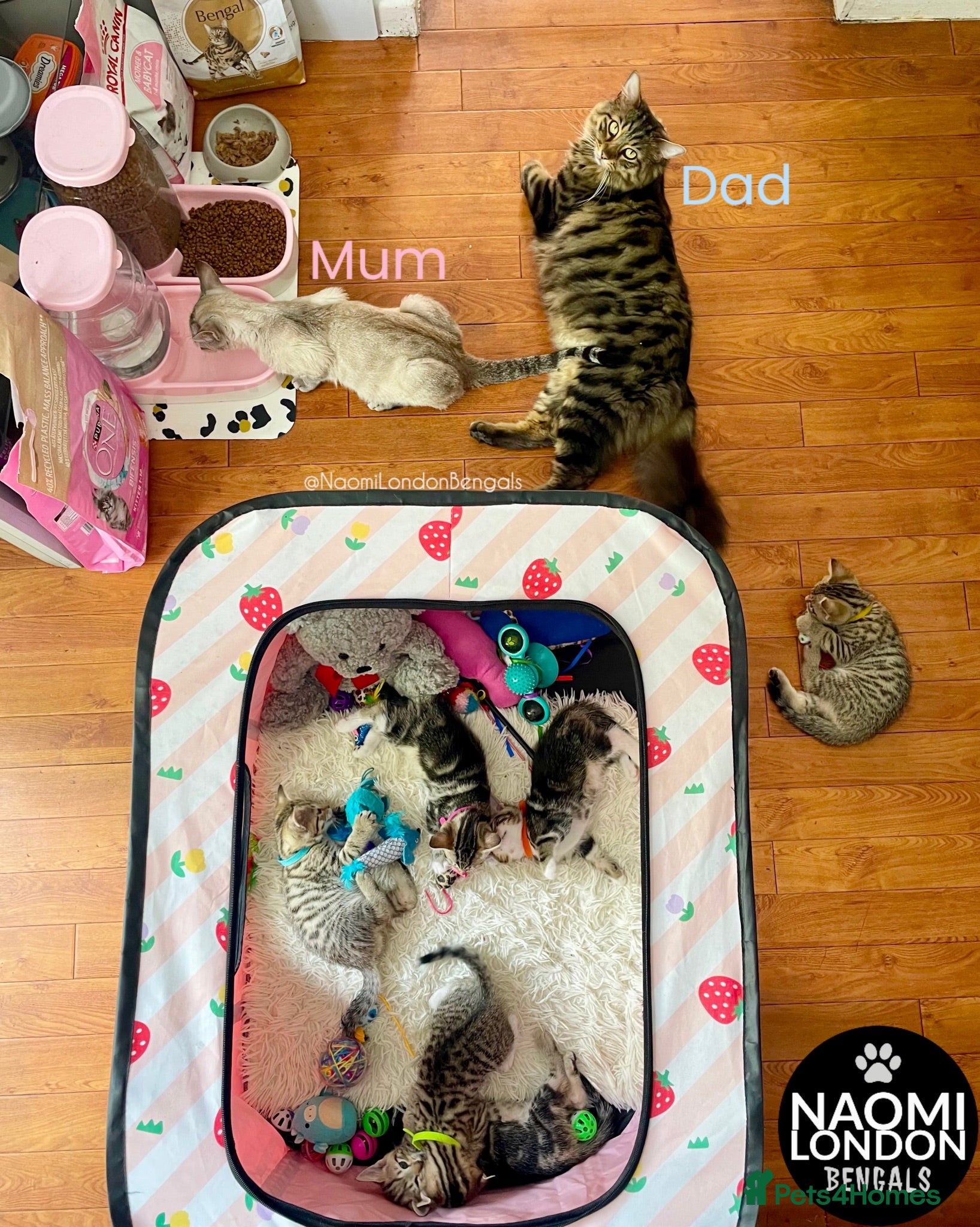 Bengal cats 🌈 BENGAL KITTENS 🌈 ⭐️⭐️⭐️⭐️⭐️ - Advert 2