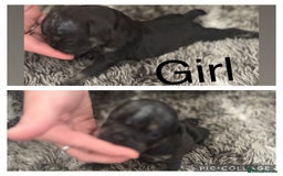 Olde English Bulldogge dogs for sale: Olde English bulldog puppies  - Image 6