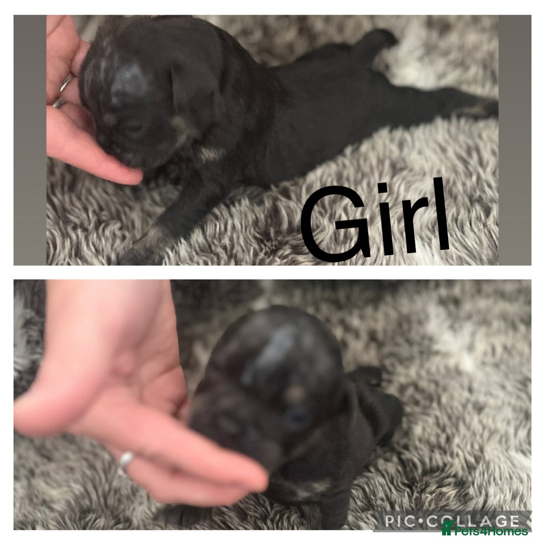 Olde English Bulldogge dogs for sale: Olde English bulldog puppies  - Image 6