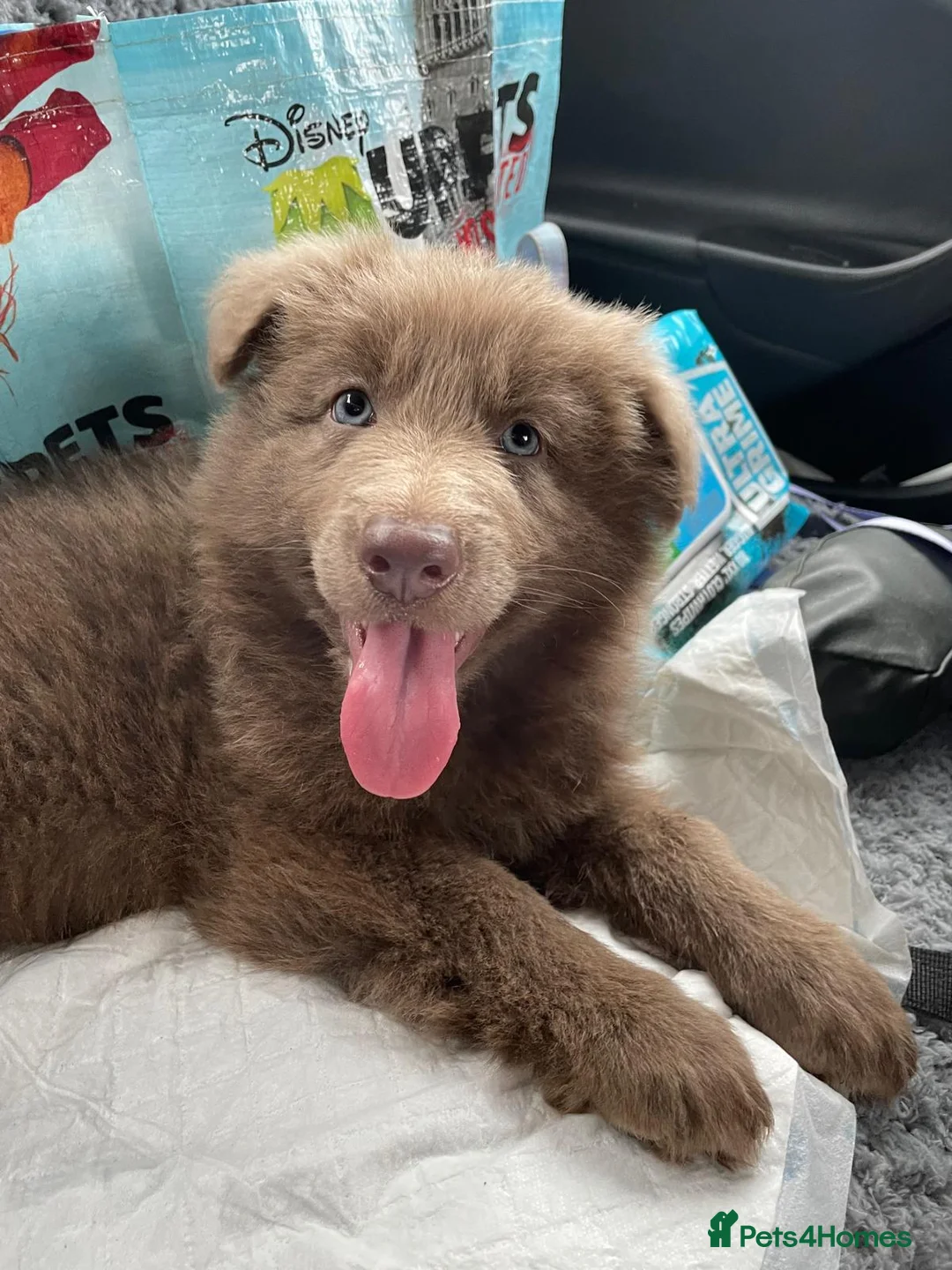 German Shepherd dogs for stud: Kc health tested solid isabella gsd in Bedford - Advert 15