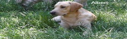 Labrador Retriever dogs for sale: Labrador Retriever - Albert - Advert 4