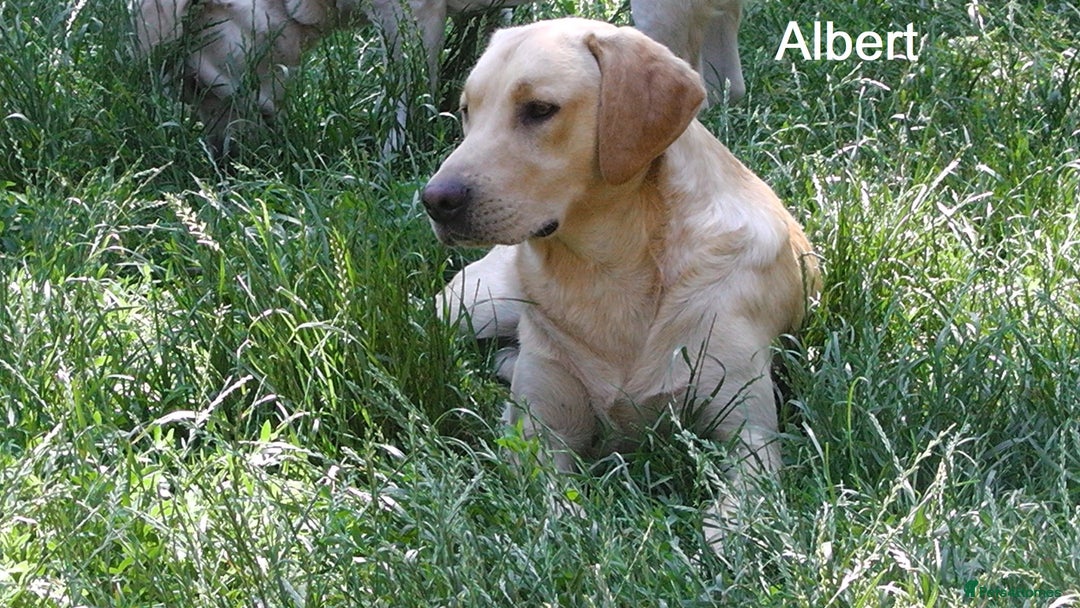 Labrador Retriever dogs for sale: Labrador Retriever - Albert - Advert 4
