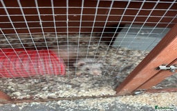 Ferret rodents for sale: 2 female and 1 male ferret - Image 3