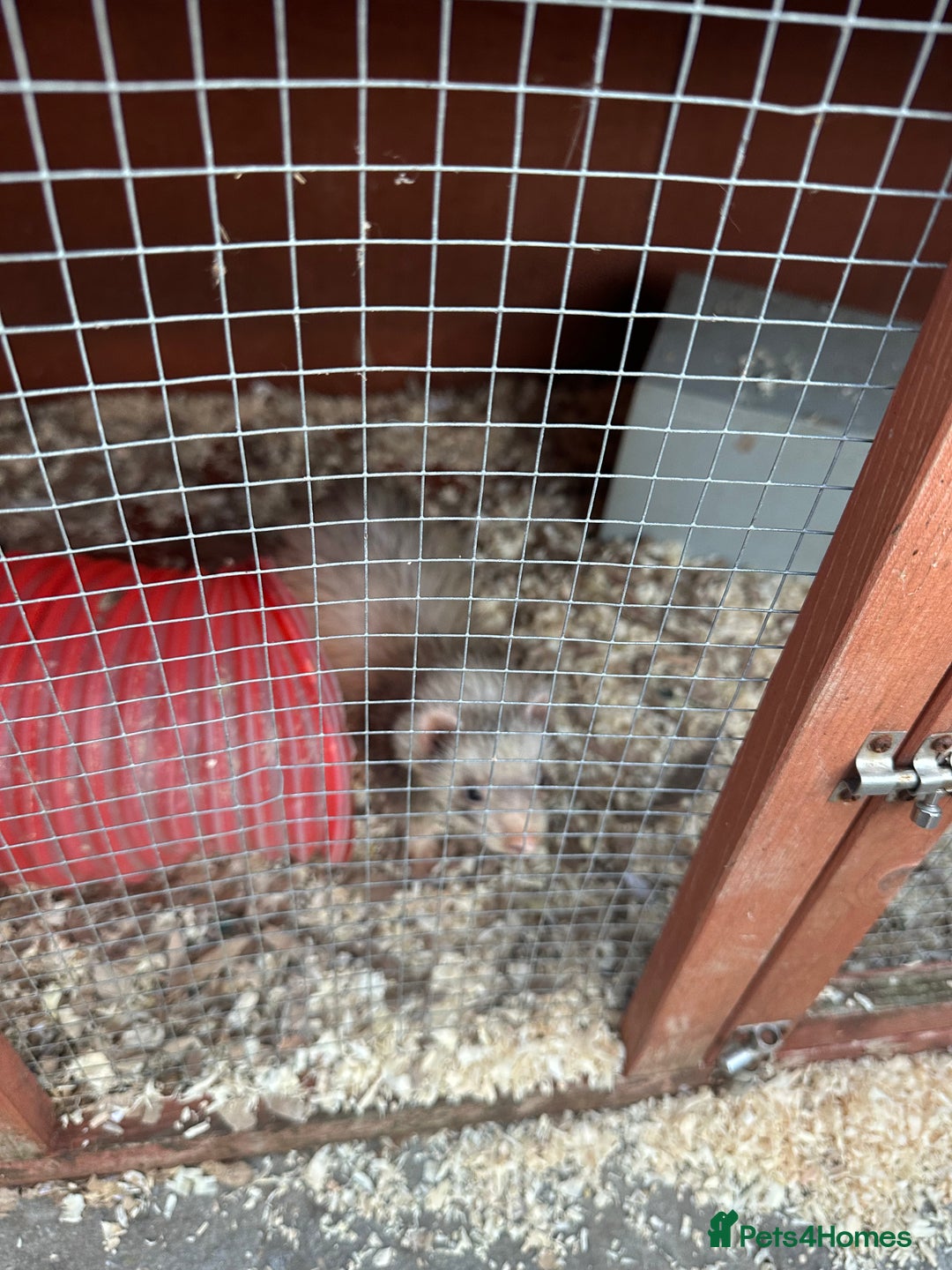Ferret rodents for sale: 2 female and 1 male ferret - Image 3