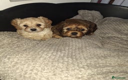 Cavapoo dogs for sale: CAVAPOO PUPPIES - Image 7