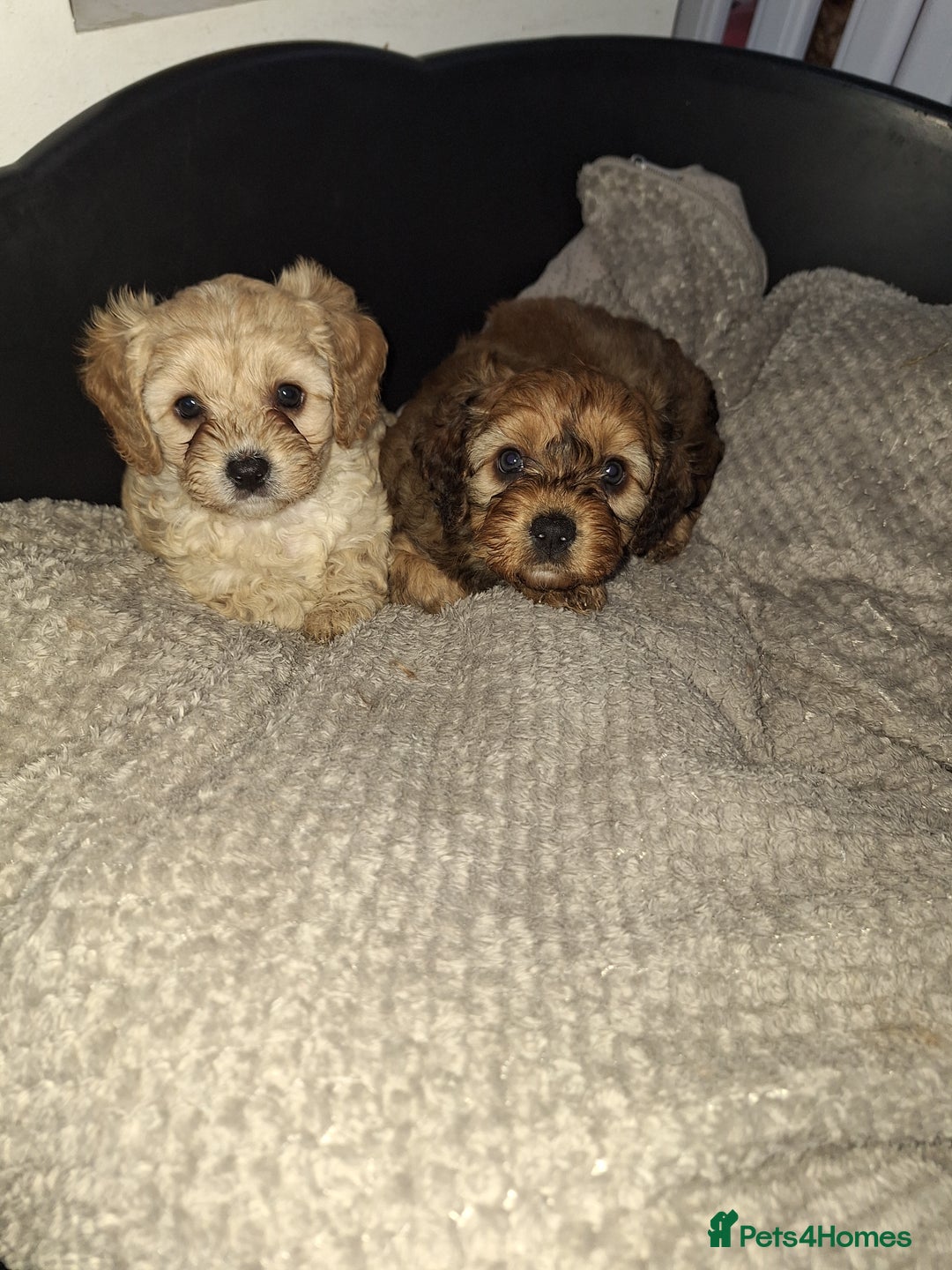Cavapoo dogs for sale: CAVAPOO PUPPIES - Image 7