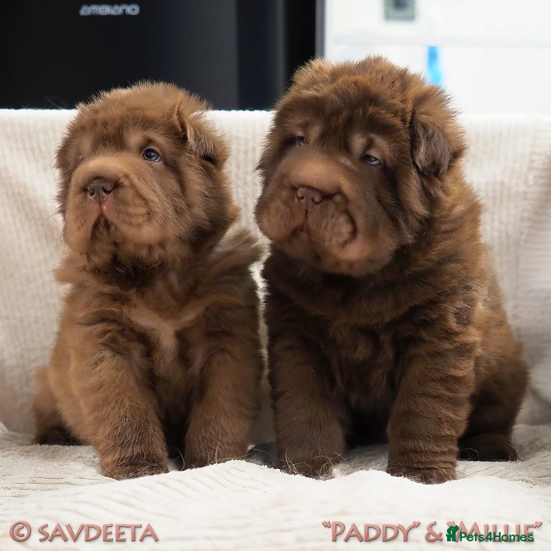 Shar Pei dogs for sale: Irresistible KC Reg Bear-coat Shar-Pei Pups - SOLD - Advert 1