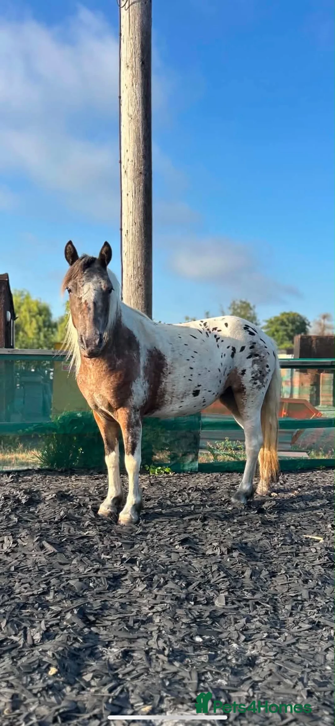 Dartmoor horses for sale: Fantastic beautiful Dartmoor pony  in Herne Bay - Advert 2
