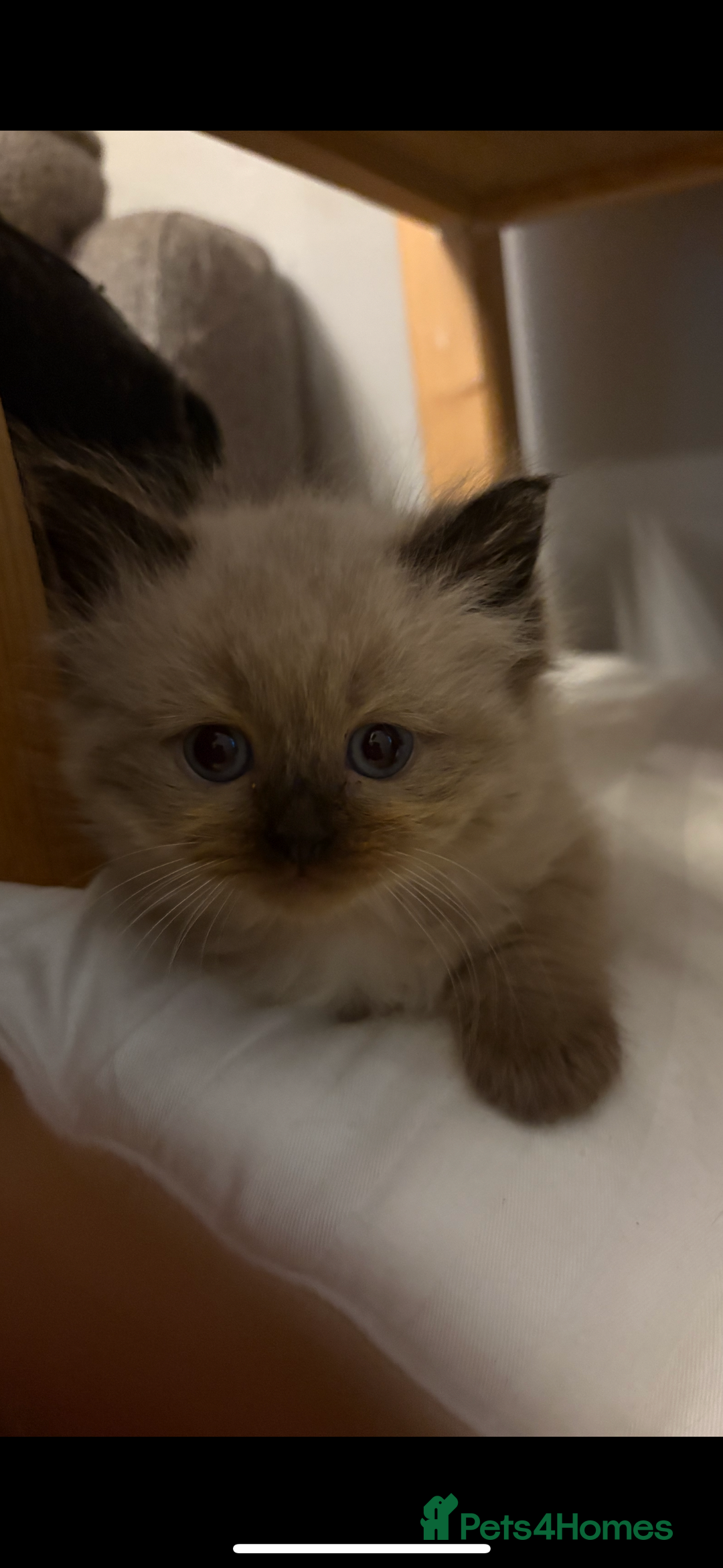 Ragdoll cats for sale: Beautiful, fluffy seal point ragdoll babies - Advert 7