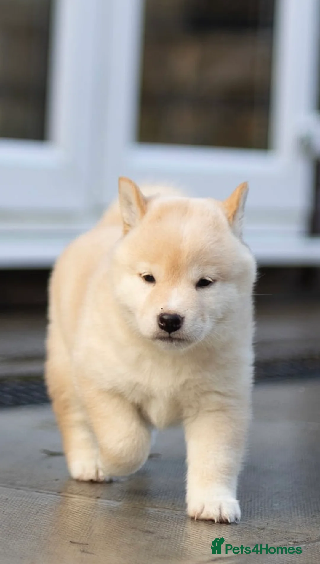 Japanese Shiba Inu dogs for sale: ❤️ Fall in Love with a Shiba Girl — Reduced Price - Advert 14