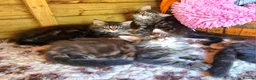 Mixed Breed cats for sale: Mainecoon Kittens  - Advert 3