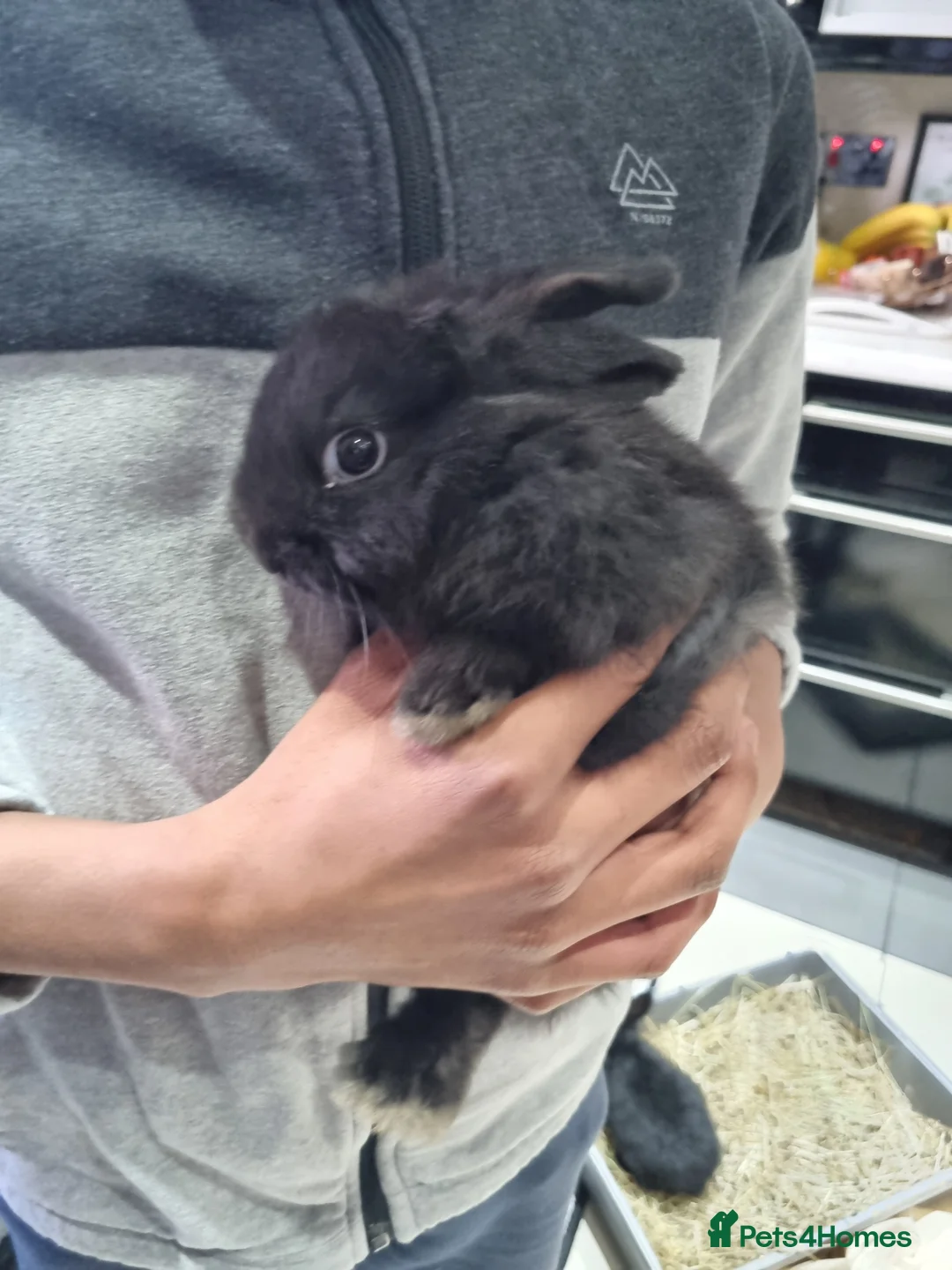 Silver Fox rabbits for sale: Silver Fox babies - Advert 8