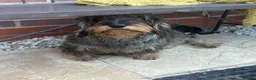 Dachshund dogs for sale: ✨Health tested, KC reg true standard wirehairs✨  - Advert 6