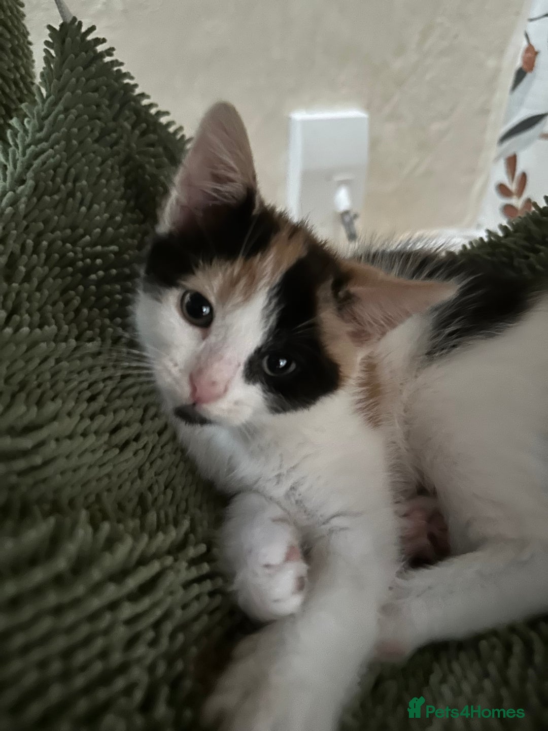 Mixed Breed cats for sale: Kittens - Image 6