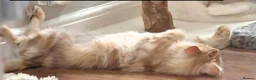 Maine Coon cats for sale: Cheeto main coon - Advert 5