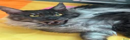 Ragdoll cats for sale: Mainecoon and ragdoll  - Advert 9