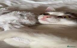 British Shorthair cats for sale: Girl kitten  - Image 3