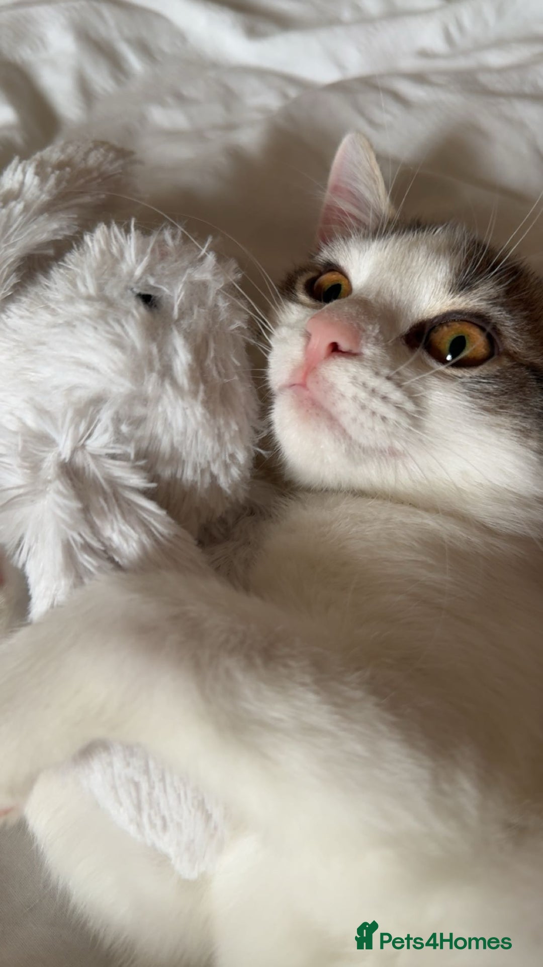 British Shorthair cats for sale: Girl kitten  - Image 3