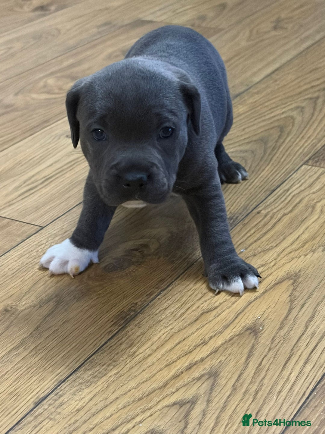 Staffordshire Bull Terrier dogs for sale: Blue Staffordshire bull Terrier pups  - Advert 15