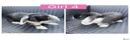English Lop rabbits for sale: Lop rabbits ready to leave now - 5 Girls 5 Boys - Advert 4