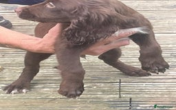 Cocker Spaniel dogs for sale: 3 male cocker spaniels - Image 3