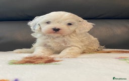 Cavapoo dogs for sale: Super cute, health tested, friendly Cavapoo pups  - Image 14