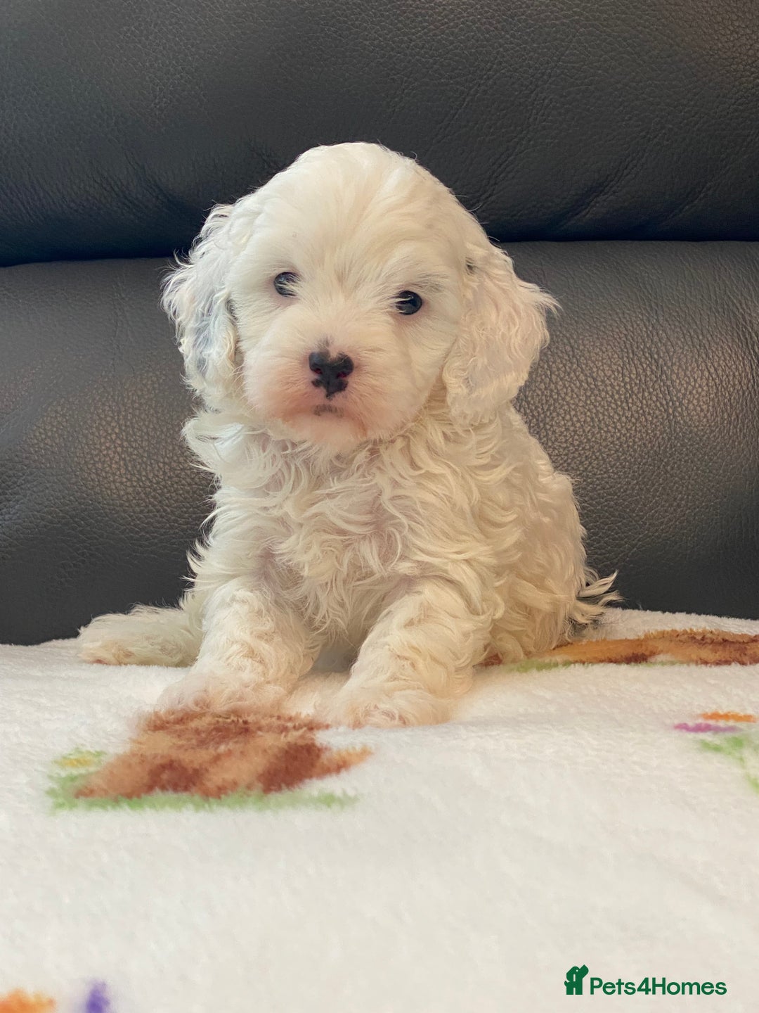 Cavapoo dogs for sale: Super cute, health tested, friendly Cavapoo pups  - Image 14