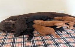 Cockapoo dogs for sale: F1 PRA Clear cockapoo puppys in Sandbach - Image 15