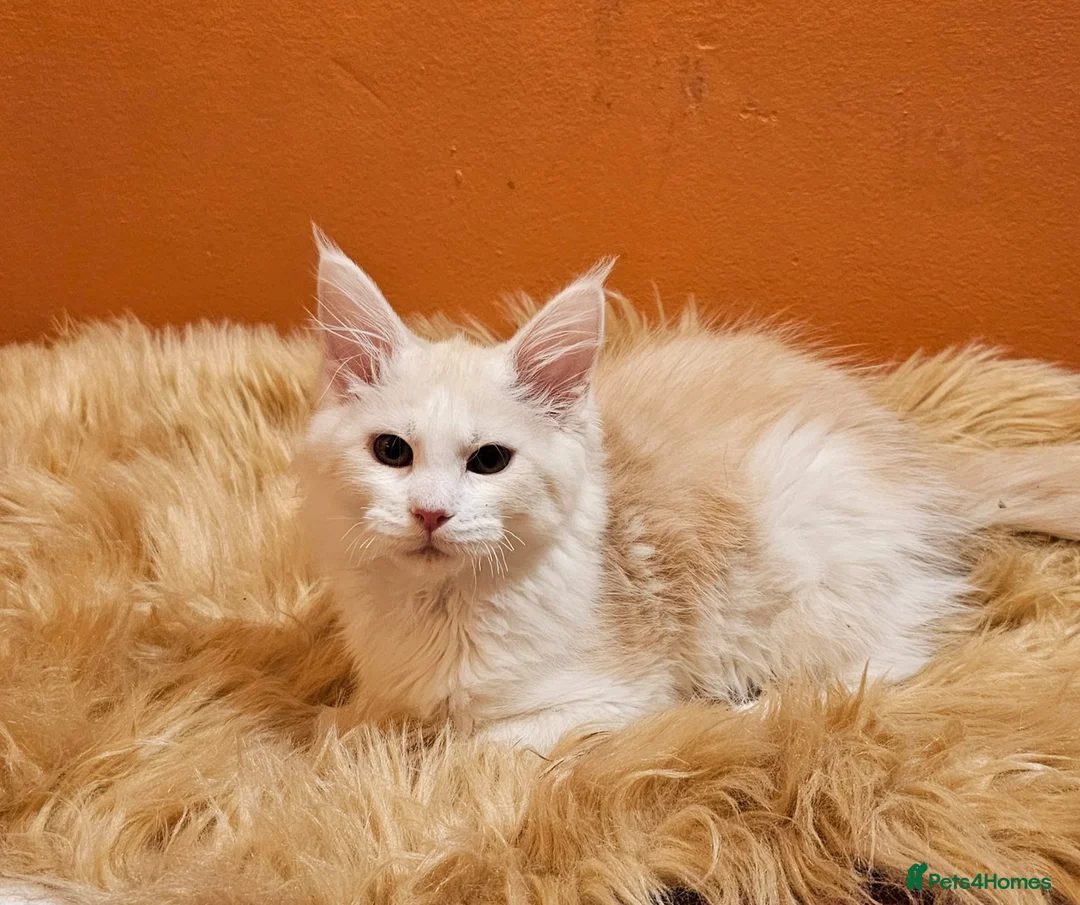 Maine Coon cats for sale: Maine Coons Kittens,  *1 polydactil available* - Advert 1